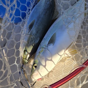 20251116_151547_コピー