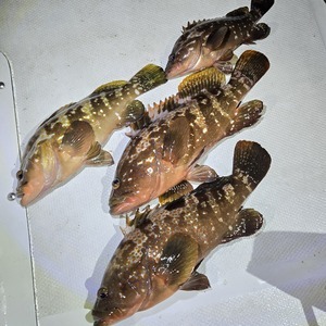 20251121_224843_コピー