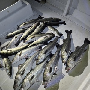 20251129_042025_コピー