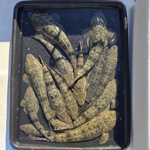 20251129_130655_コピー