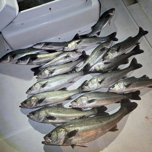 20251130_180225_コピー