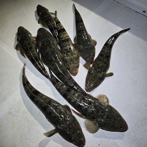 20251207_174927_コピー