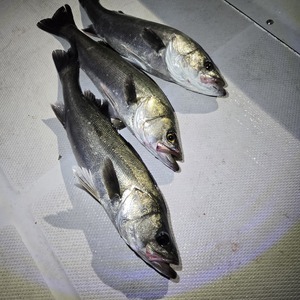 20251213_170002_コピー