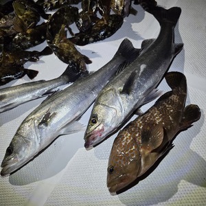 20251216_204148_コピー