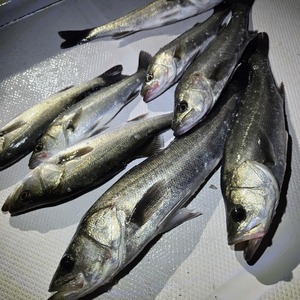 20251222_002844_コピー