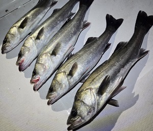 20251223_182144_コピー