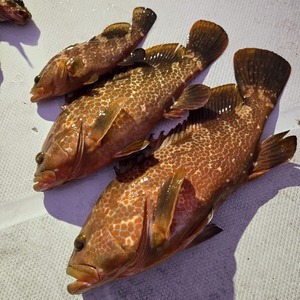 20251227_064511_コピー