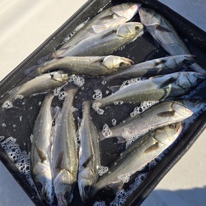 20251229_113657_コピー