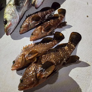 20251229_214558_コピー