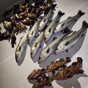 20251229_214500_コピー