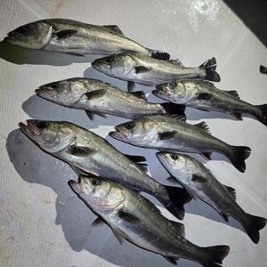 20251229_214141_コピー