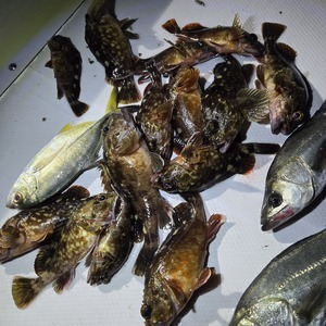 20260118_044239_コピー