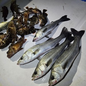 20260118_044233_コピー