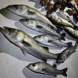 20260125_053003_コピー