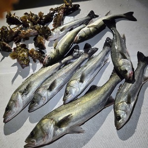 20260125_052947_コピー