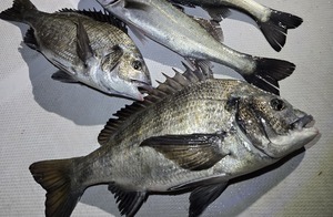 20260131_214122_コピー