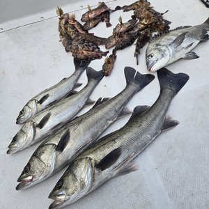 20260208_090825_コピー