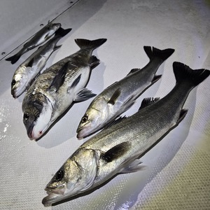 20260218_001521_コピー