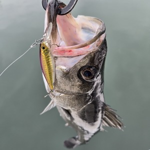 20260302_160918_コピー