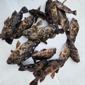 20260308_063701_コピー