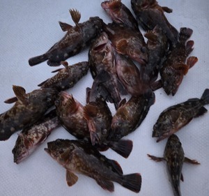 20260312_181200_コピー