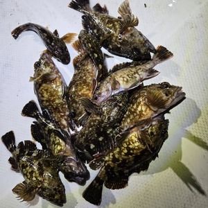 20260314_024714_コピー