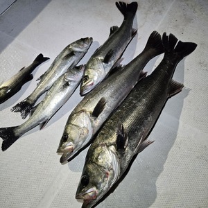 20260315_215831_コピー