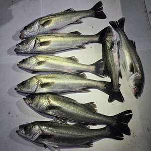 20260401_224451_コピー