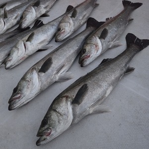 20260405_183315_コピー