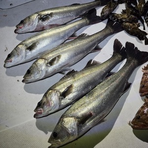 20260412_014754_コピー