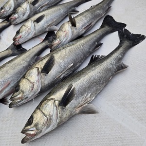 20260414_173659_コピー