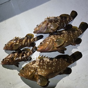 20260419_014349_コピー